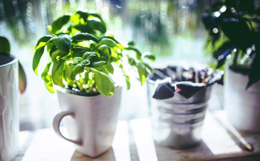 Bosiljak pretvara mnoga jela u izvrsne delicije, ali ima još jednu manje poznatu namjenu