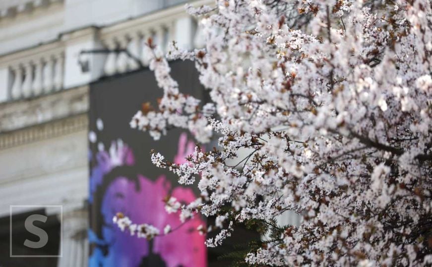 Voćka procvjetala u oktobru: Šta narodno vjerovanje kaže o tome?