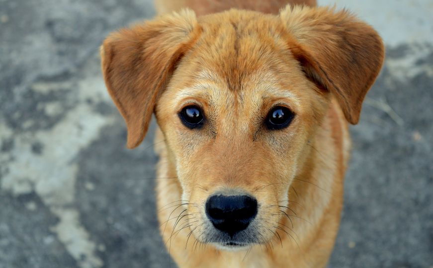 Šta kažu veterinari: Koju ljudsku hranu smiju jesti psi?