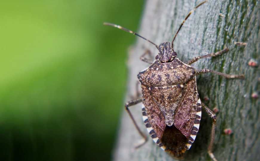 Sve više ih primjećujemo ovih dana: Kako se prirodnim putem riješiti smrdljivih martina?