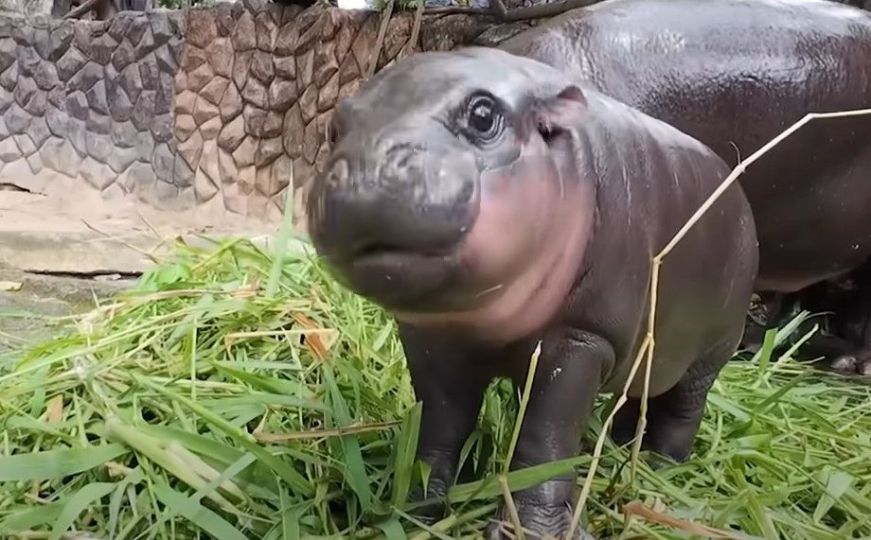 Beba nilskog konja osvaja svijet i naša srca: Da li ste upoznali Moo Deng?