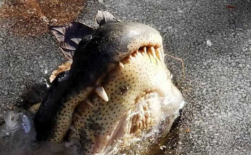 Šok za Amerikanca: Vratio se kući nakon uragana, unutra ga dočekao ogromni aligator