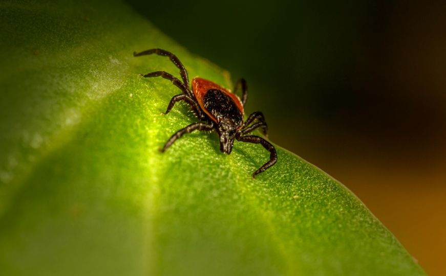 Novi opasni virus koji prenose krpelji: Saznajte koji su simptomi i kako se širi