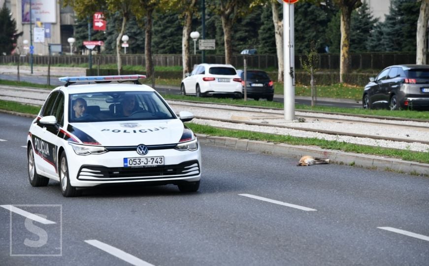 Uznemirujući prizor: Lisica nastradala na cesti u Sarajevu