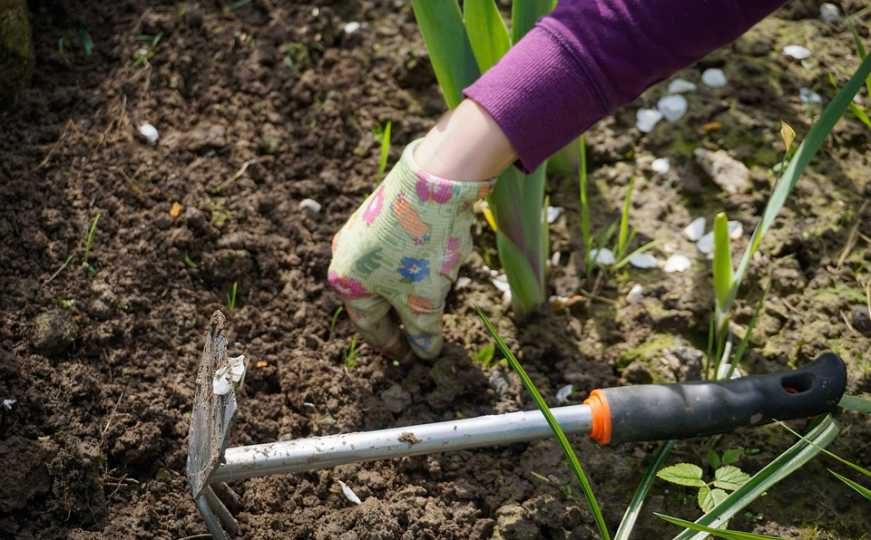 Šta se u bašti obavezno mora uraditi u novembru: Evo šta učiniti za povrće, a šta za cvijeće