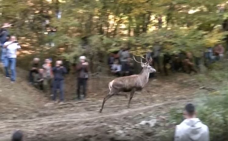 Jeleni se vratili na planinu u BiH nakon više od 30 godina