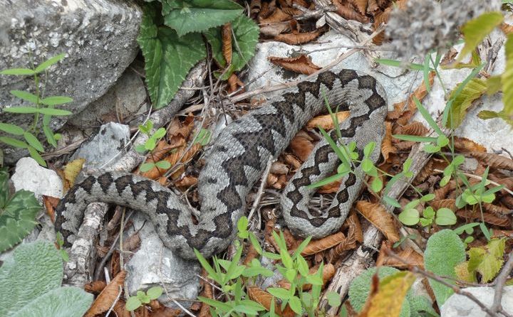 Naletio na poskoka, a ono šta je učinio preplašilo je sve: ‘Vidi, vraga, gdje se namjestio'