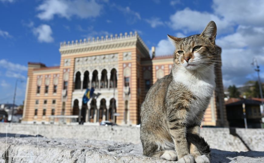 Simbol Sarajeva koji se digao iz pepela: Vijećnica je nezaobilazna turistička atrakcija