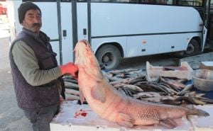 Nevjerovatan ulov: Ribar upecao štuku tešku 55 kilograma, jedva je izvukao iz vode