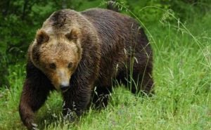 Divlja životinja česta u šumama BiH: Medvjed viđen blizu staze za šetnju