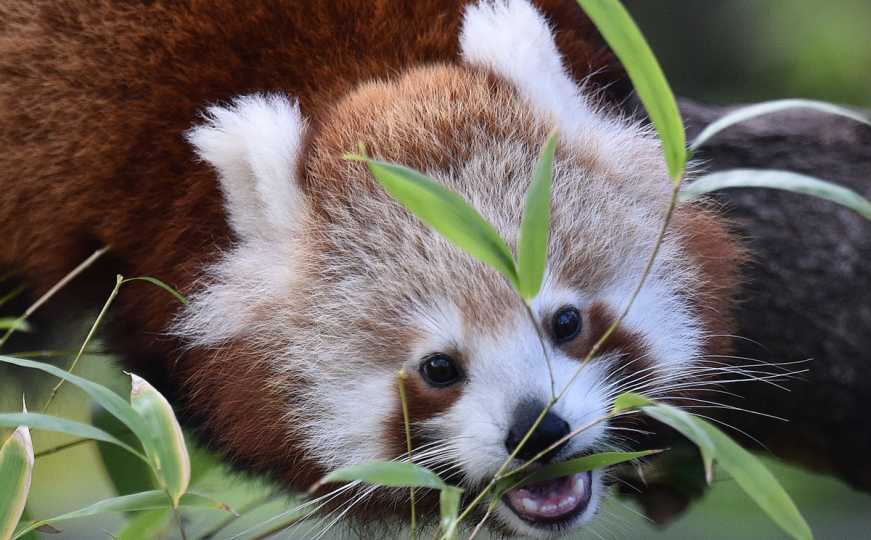 Zoološki vrt u Edinburgu: Tromjesečna crvena panda umrla zbog vatrometa