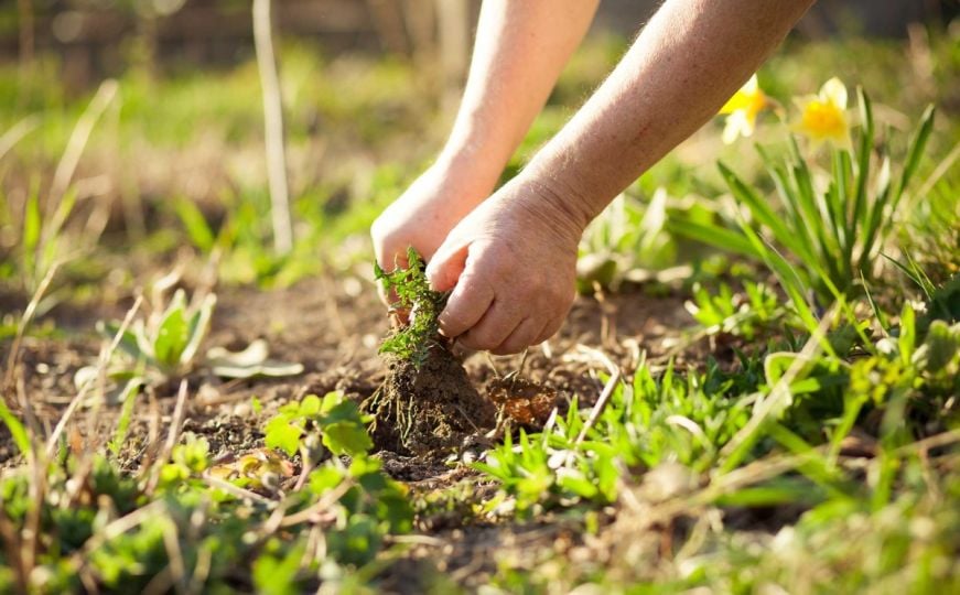 Jednostavan trik: Uklonite alge i mahovinu na terasama uz pomoć ove smjese