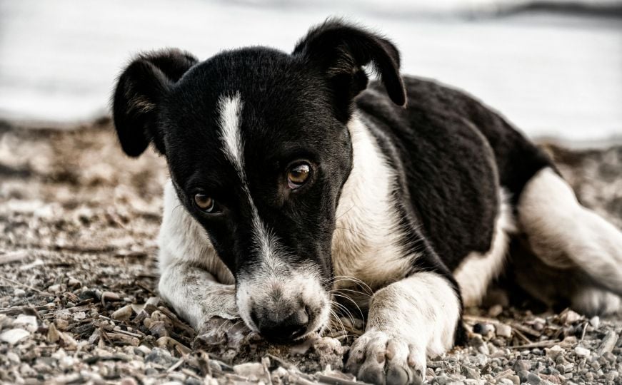 Nehumani i brutalan čin u BiH: Muškarac izašao iz auta i pucao u psa lutalicu