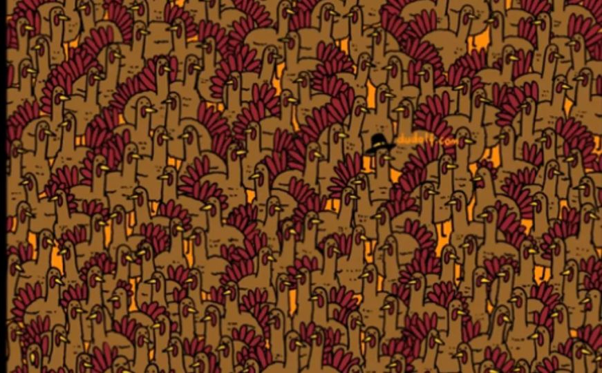 Samo za prave detektive: Pronađite pijetlove među puranima za 15 sekundi