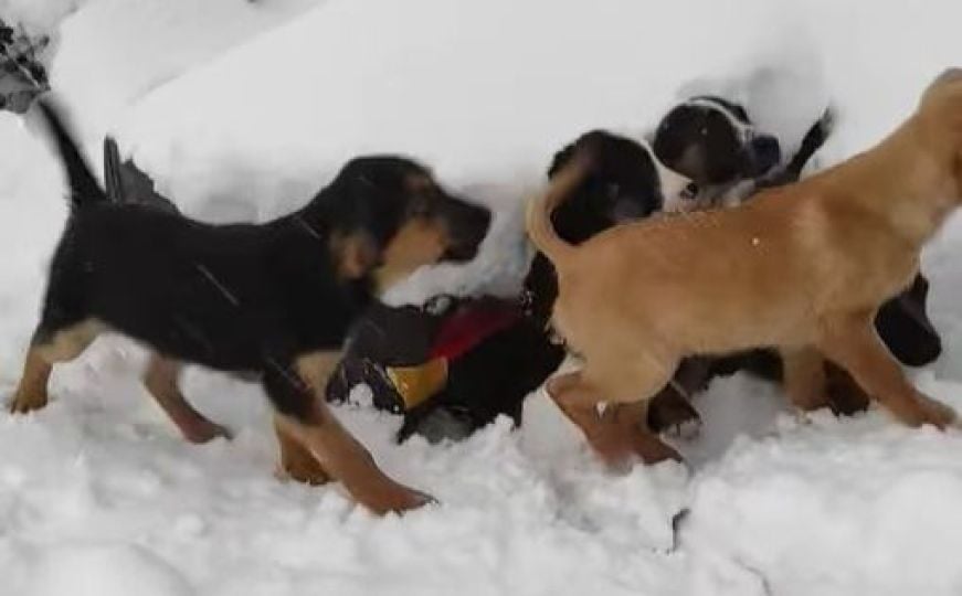 Bravo za humanu akciju: Neko ostavio štenad na planini, pa ih dobri ljudi spasili od snježne mećave