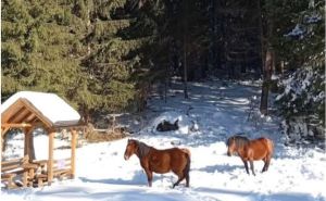 Fotografija koja je očarala mnoge: Pogledajte divlje konje na Trebeviću