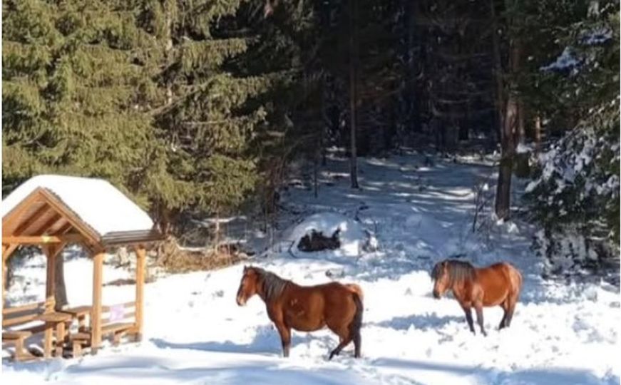 Fotografija koja je očarala mnoge: Pogledajte divlje konje na Trebeviću