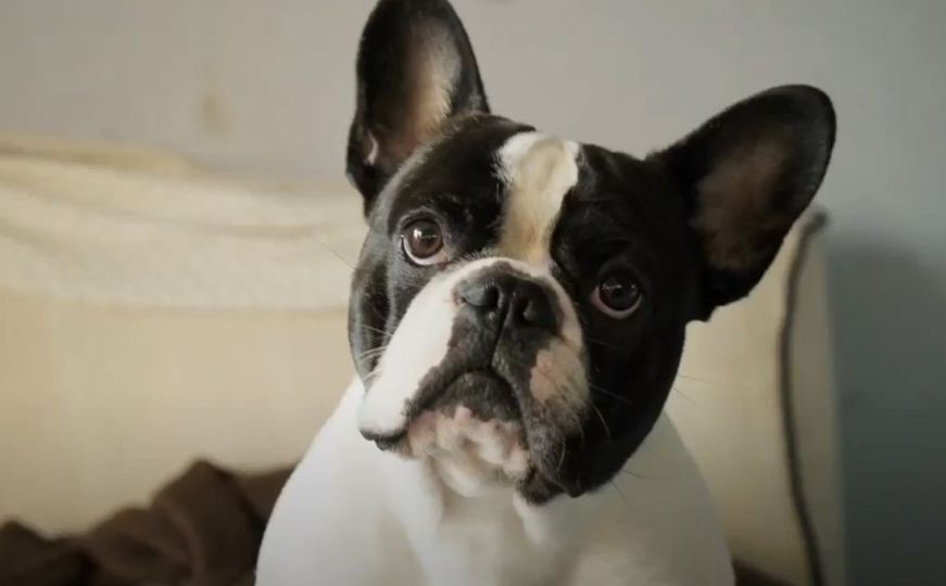 Ove vrste pasa savršene su za one koji vole mir: Tihi su i uživaju u odmoru