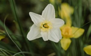 Mnogi donose cvjetove narcisa u svoj dom, a nisu svjesni njihove simbolike: Šta donosi u vaš dom?