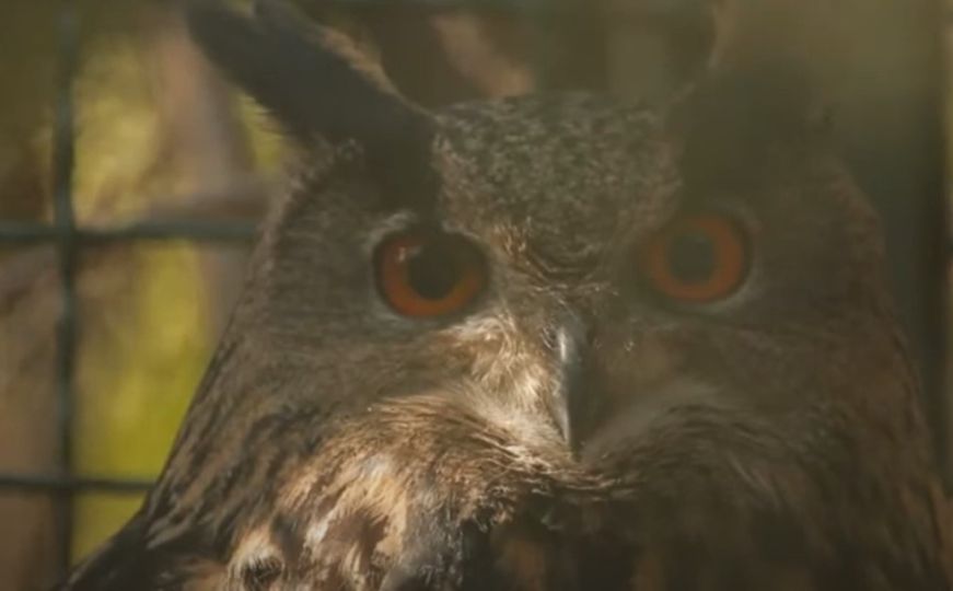 Živi i u Bosni i Hercegovini: Ptica koja je postala simbol mira i suradnje na Bliskom istoku