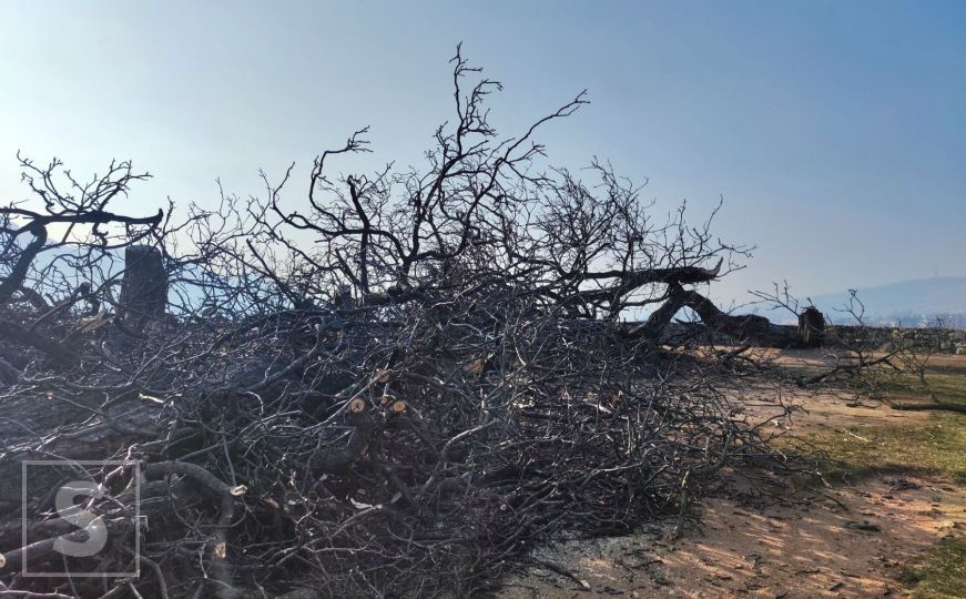 Demanti Šumarskog fakulteta: Stabla na Žutoj tabiji uklonjena su zbog njihovog lošeg stanja