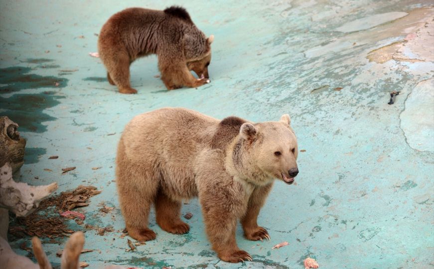 Medvjedi u Turskoj ne spavaju zimski san: Krivac su visoke temperature