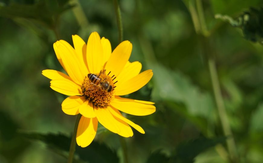 Dolazi vrijeme sadnje: Šest vrsta cvijeća koje možete zasijati u februaru