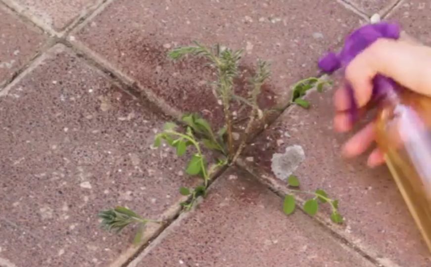 Glavni problem svakog dvorišta: Riješite se korova bez otrovnih hemikalija