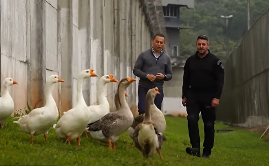 Neobična sigurnost: Zatvor u Brazilu koristi guske umjesto pasa čuvara
