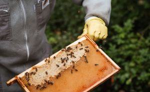 Pčelar iz BiH se bavi vještačkom oplodnjom matica: Mladi imaju perspektivu na selu, prodaja odlična