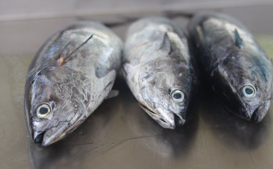 Ova vrsta ribe je veoma zdrava: Poboljšava zdravlje kože, kose, nervnog sistema i jača imunitet