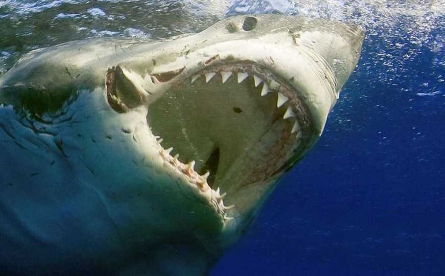 Užas na tropskim ostrvima: Žena fotografisala ajkulu i ostala bez ruku