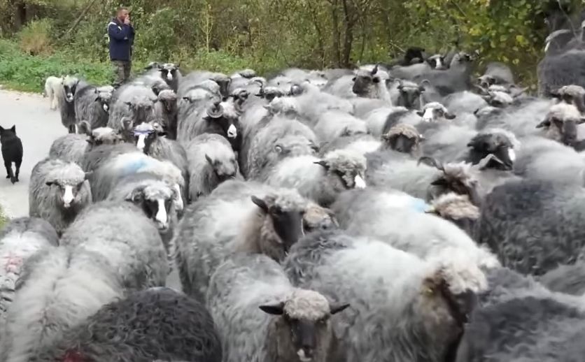 Sumnja se da je ukrao 16 ovaca u BiH: Osumnjičenom prijeti kazna do osam godina zatvora