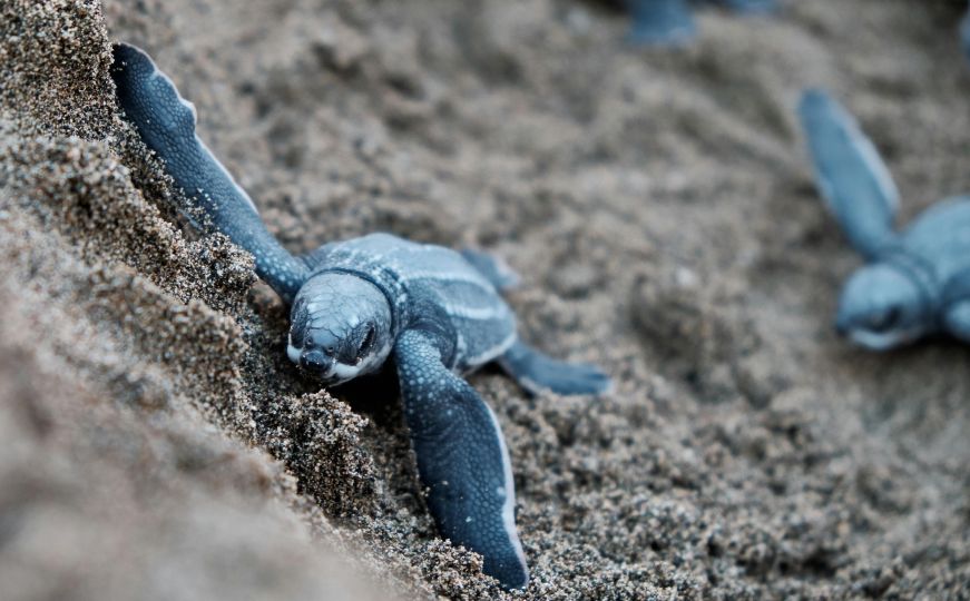Snimak koji je raznježio internet: Pogledajte male kornjače kako izlaze iz pijeska