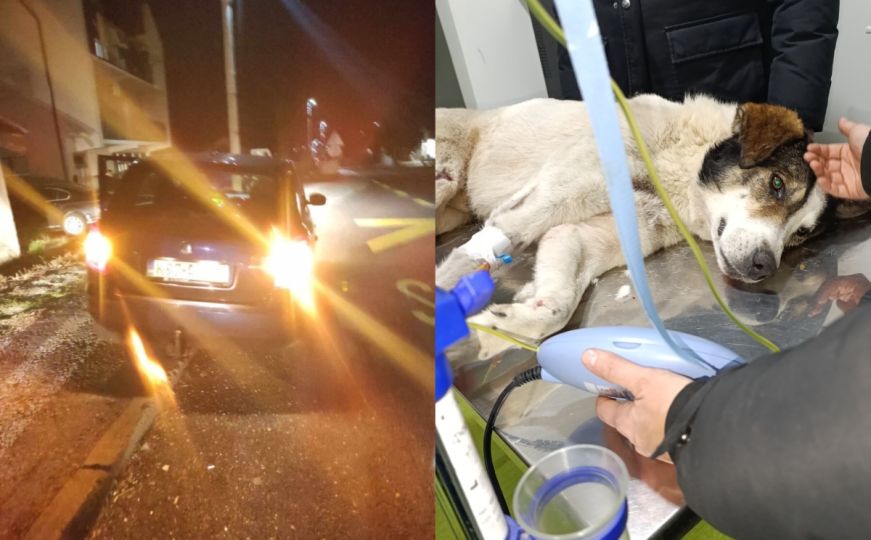 Bahatost na bh. cestama: Pas udaren dva puta, vozači ignorisali sve