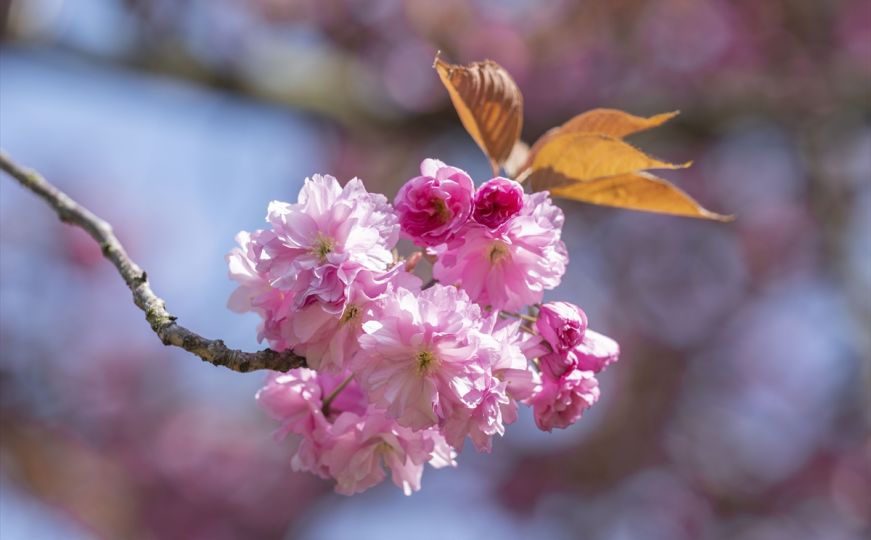 Detaljan proljetni horoskop za svaki znak Zodijaka: Sreća čeka mnoge, ali na 1 stvar obratite pažnju