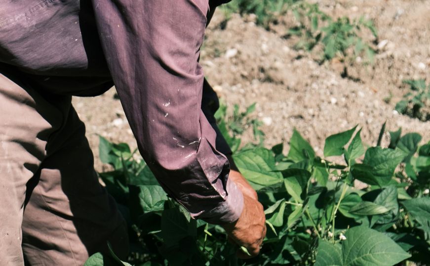 Uradite ovo u vašem vrtu tokom zime: Sve što trebate je jedan kuhinjski sastojak koji svi imaju