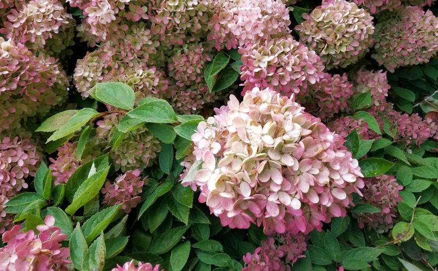 Izbjegnite kobne greške: Ovo je sada potrebno vašim hortenzijama za bujan rast