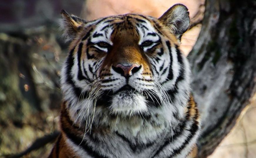 Moć, hrabrost i sreća: Svete životinje u svjetskim kulturama kriju interesantnu simboliku