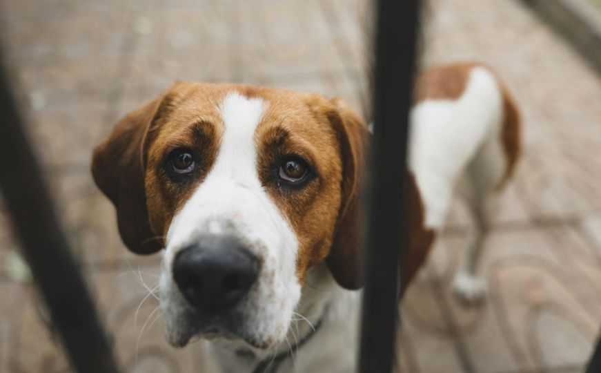Da li neko od ovih ponašanja zvuči poznato? Ovih pet stvari mogu povrijediti osjećaje vašeg psa
