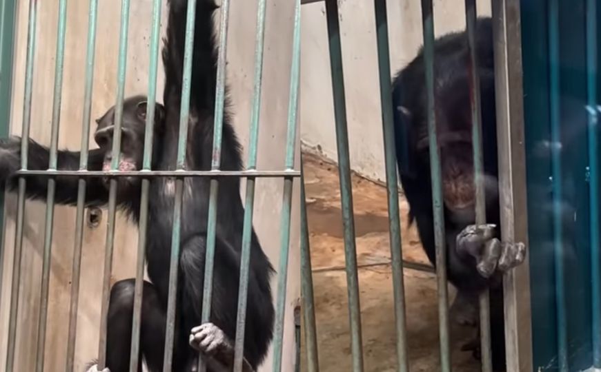 Čežnja za slobodom: Dženad Džino objavio video majmuna iz zoo vrta koji slama srce