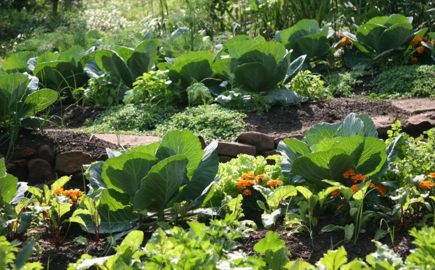 Iskusni vrtlari preporučuju: Napravite ovo i biljke neće prestati rasti