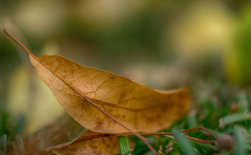 Vrtlarka pojašnjava: Zbog ovoga žute listovi na biljkama, evo kako to spriječiti