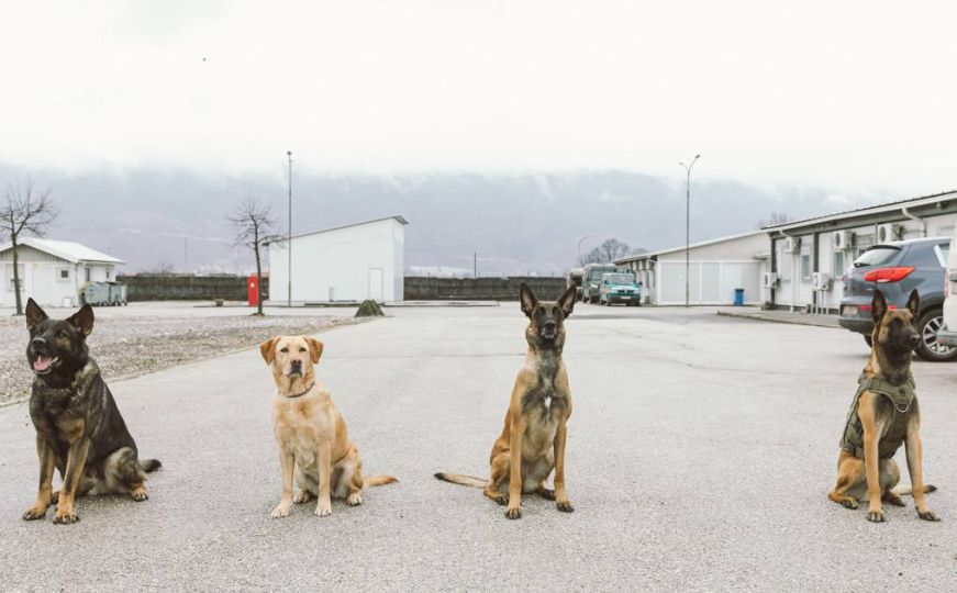 Četveronožni heroji baze Butmir u Sarajevu: Upoznajte Aslana, Malnu, Beryl i Foxa