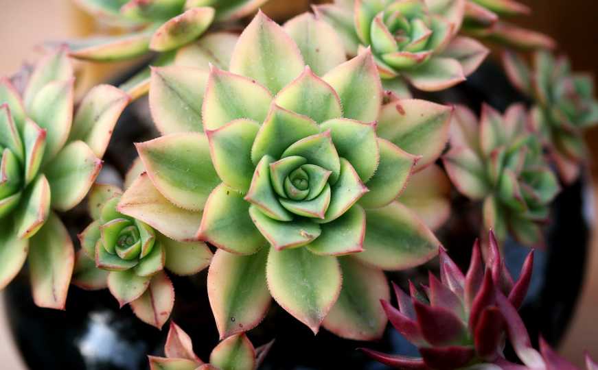 Svaka kuća treba imati ovu biljku: Po narodnom vjerovanju svoje ime nosi s razlogom, a evo i zašto