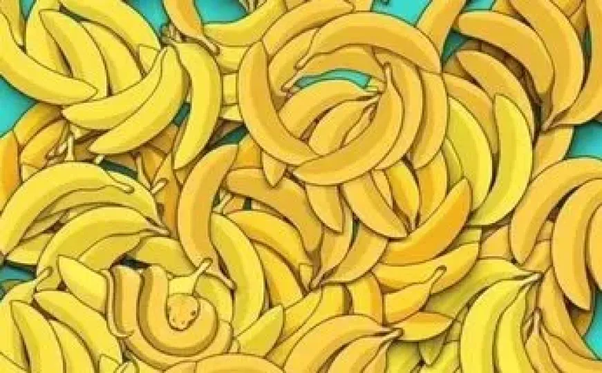 Ukusna mozgalica: Hrpa banana i samo 20 sekundi da pronađete životinju koja se vješto sakrila