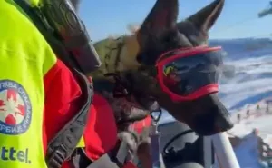 Heroj potrage: Ovo je pas koji je pronašao dvogodišnju djevojčicu u Srbiji