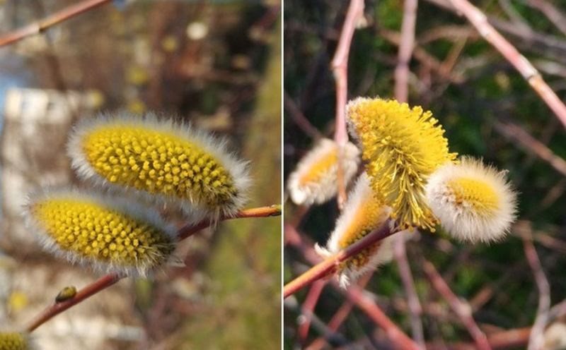 Zima popušta: Prvi znaci proljeća snimljeni u Sarajevu