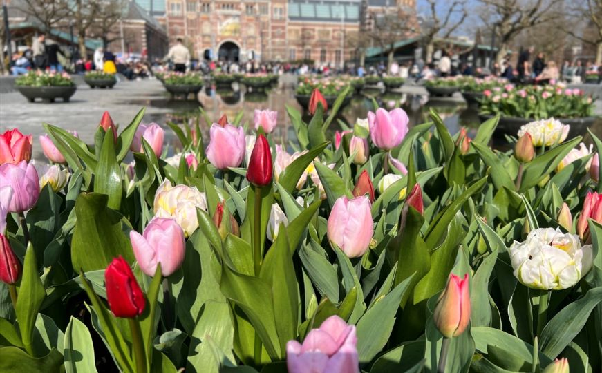 Sada je vrijeme da uradite ovo tulipanima i raskošno će cvjetati ovog proljeća