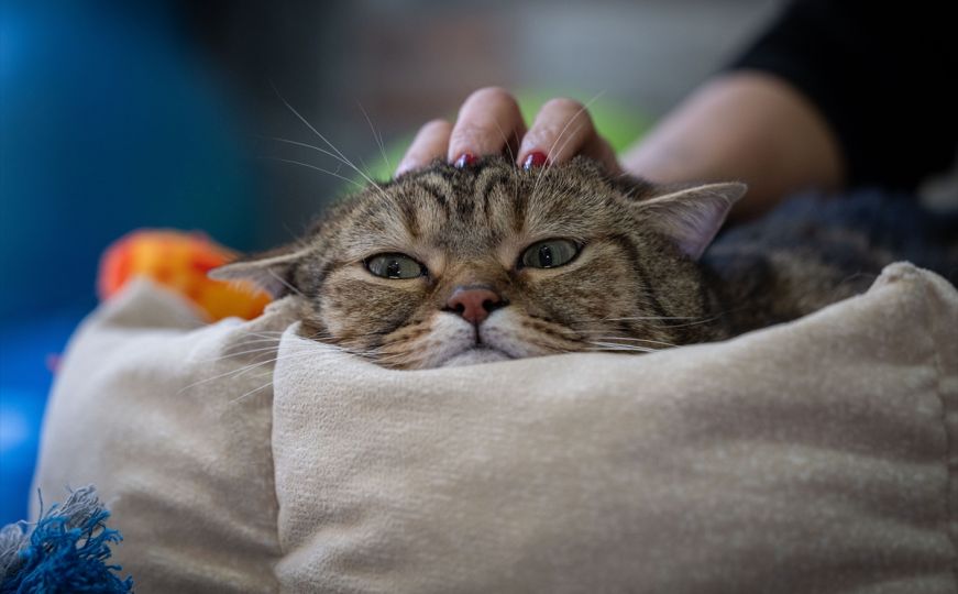 Zašto mačke obaraju stvari? Odgovor se krije u vašim postupcima
